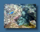 Helengeli 286